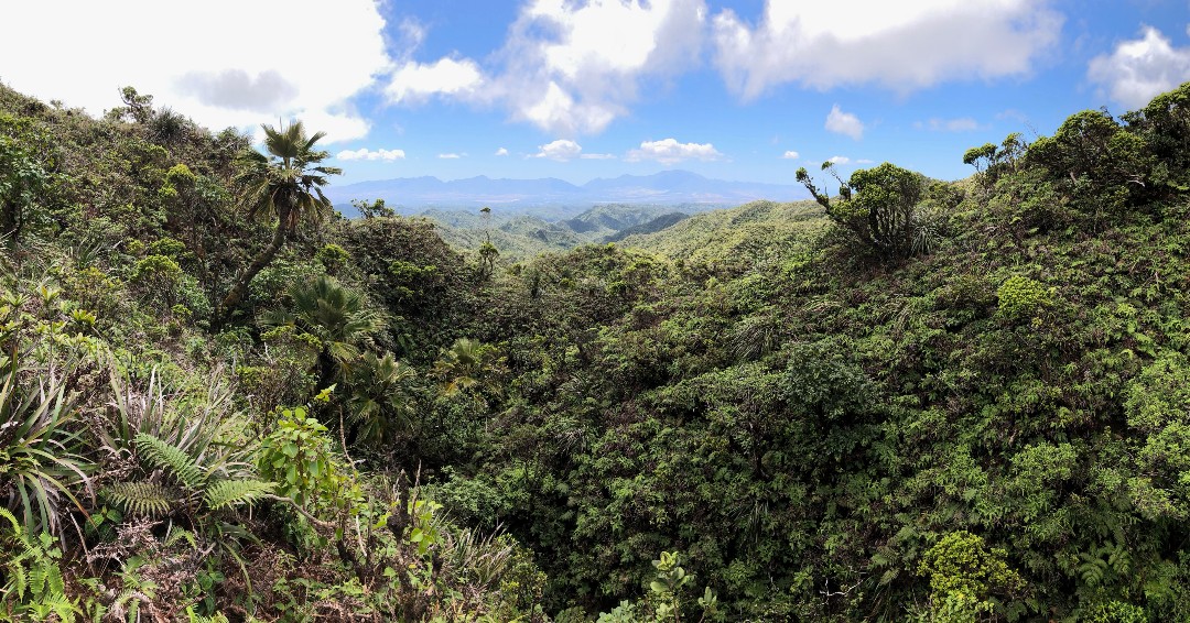 kmwphawaii's tweet photo. Sometimes, even we can't think of caption worthy of the view.
.
.
๏ฟฝ๏ฟฝ : Will, NRM Specialist
#kmwphawaii #koolaumountains #nativeforest #scenicsudays #viewsfromthefield https://t.co/DJRzllvsr5