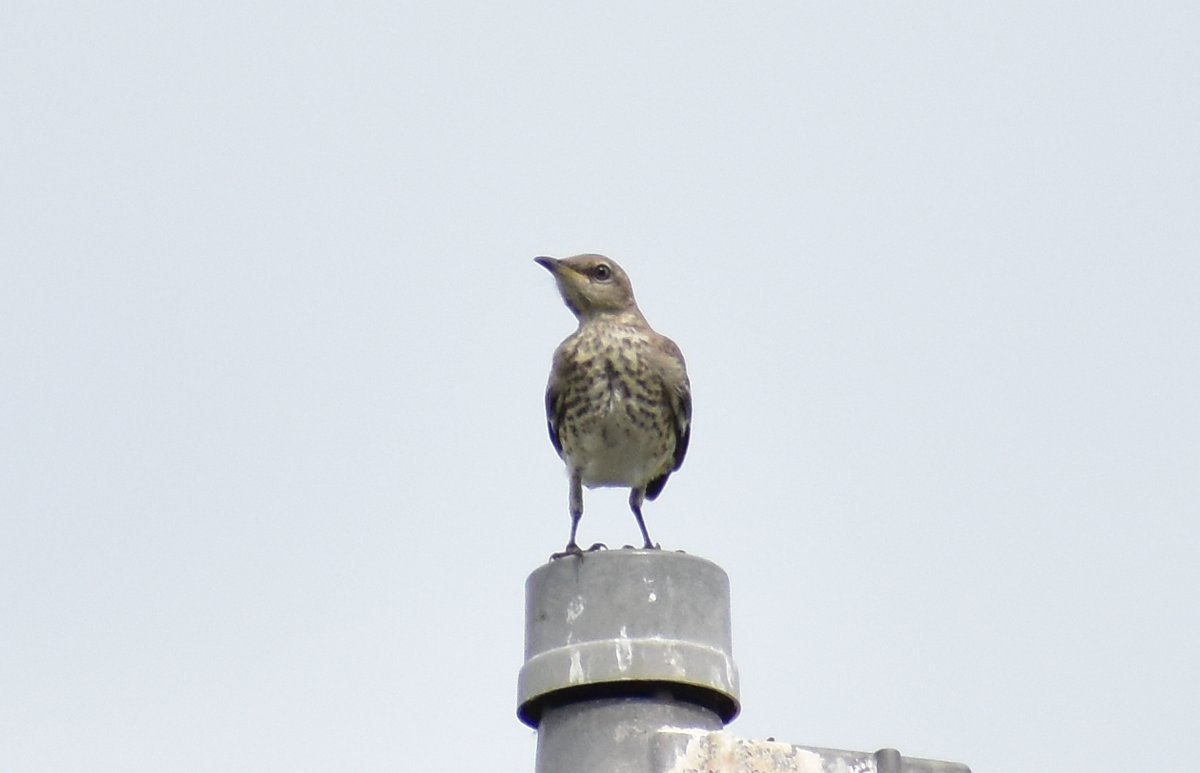 Closely monitored. ;)