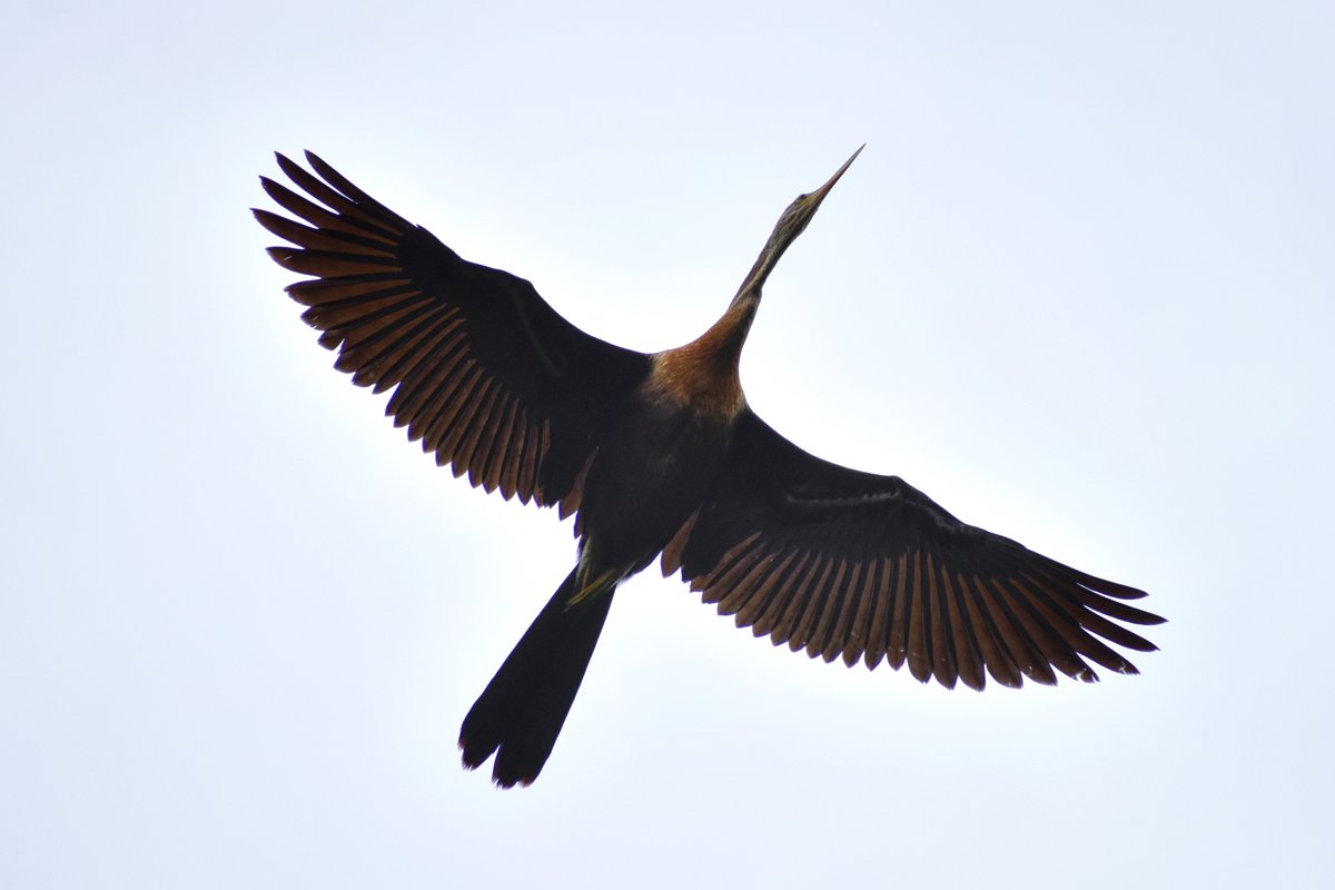 While all this was going on, I was momentarily distracted by a lovely female Anhinga flying over my head... she circled a couple of times.