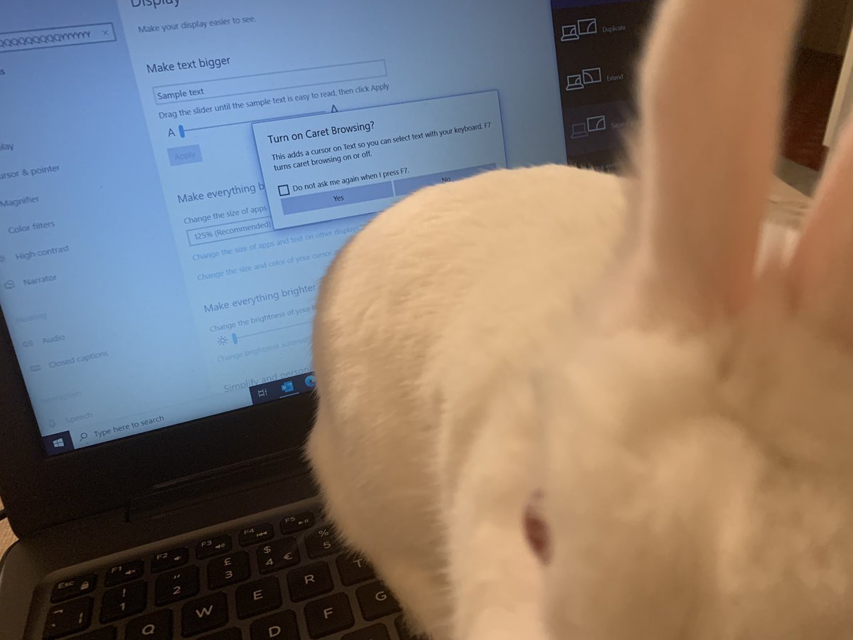 Well, I’ve got some exciting news coming later, but first take a look at this.. Bobbi our Enchanted Rabbit decided to sit on my laptop whilst working away and accidentally pressed some buttons.. WHAT ARE THE CHANCES OF THIS? I’ve never ever even heard of Caret Browsing!😂🐇🥕🎩🤷🏻‍♂️