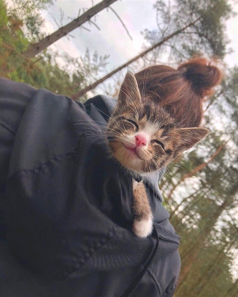 Hey Kitties tweet media