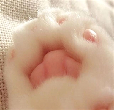 Cats Happiness tweet media
