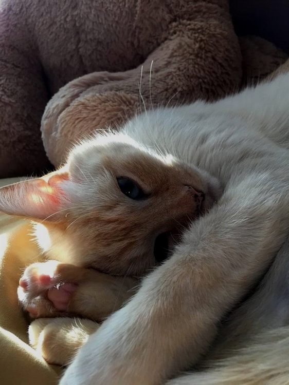Cats Happiness tweet media