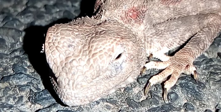 YATCHBANI's tweet image. youtu.be/a7A1_kQ2f44

#reptiles #sweetreptile #animaux