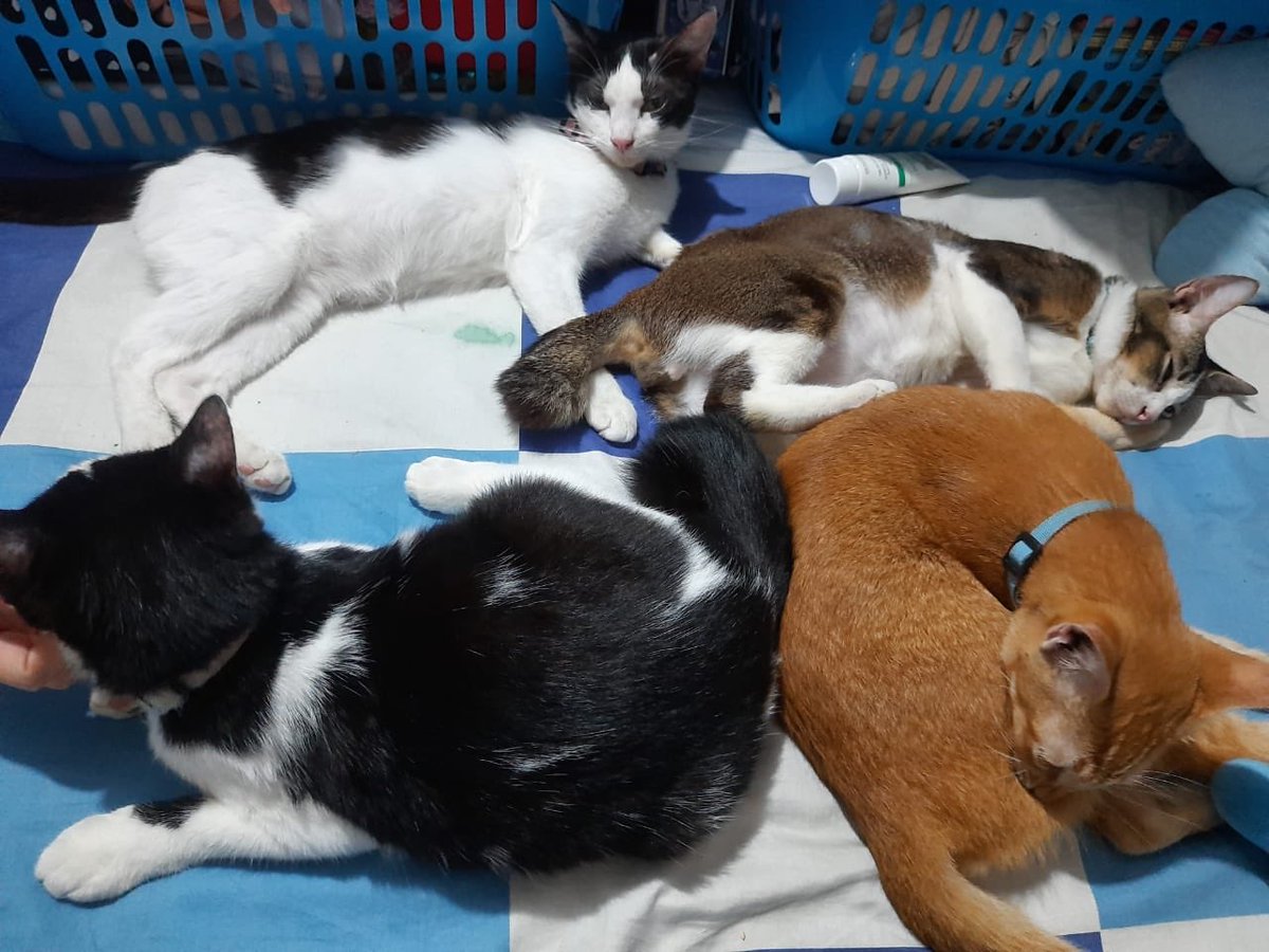 Shuryú 📷📹🎶🐱🌊♓️🇮🇩 tweet media