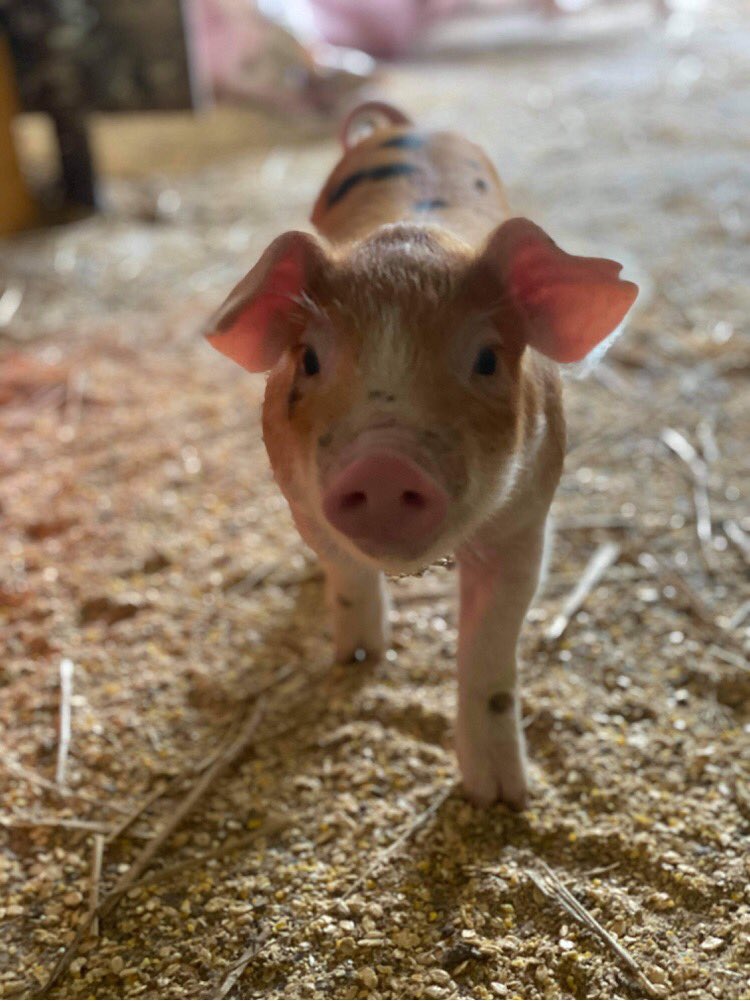 有難豚プロジェクト ありがとん決定 今年見守るありがとんが決まりました ハート模様が特徴の元気な子豚さんです 今後の成長が楽しみですね 名前は近日発表するのでお楽しみに T Co Ld5pjnkewd Twitter