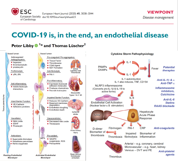 TomLuscher's tweet image. Back to the roots: Covid is an endothelial disease; sure, the lungs are affected, but CV causes are as important for the outcome, i.e. VTE due to TF , ischemia in all organs - inflammation as the final common pathway leading to endothelial dysfunction: red it, it&apos;s worth it!