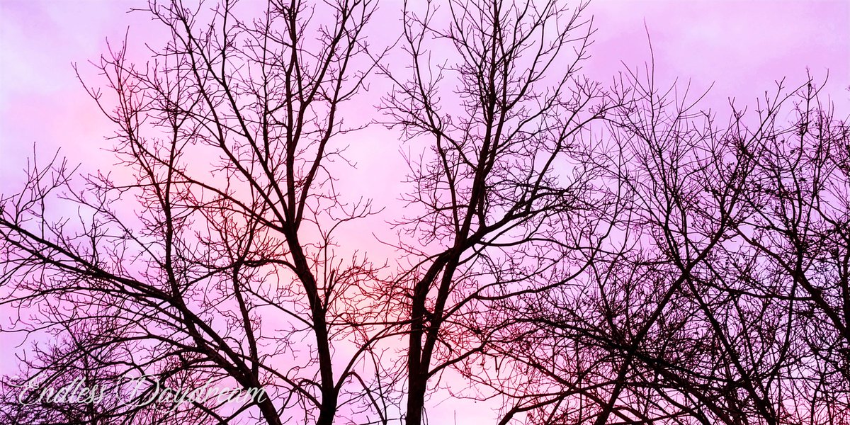 It's the #AlmostAutumn photo challenge! 🍃

#Share your own photos to brighten the day and support each other 📸

Theme: * Candy Colored * 🖍️🤍

#photography #theme #Candy #color #pink #sky #branches #SundayFunday #spreadthelove #PositiveVibes #sundayvibes #RoaldDahlStoryDay 📔