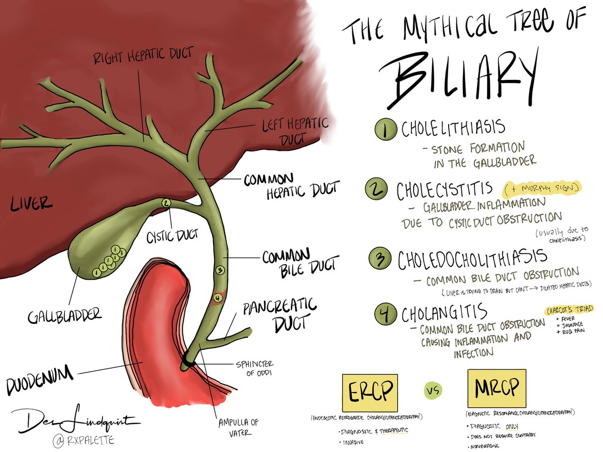 desamethasone's tweet image. the mythical tree of biliary! 🌱 Anyone else find knowing the anatomy extremely helpful for this one!? @Duke_GI_  @Duke_GIM #rxpalette #biliary #liverissues #pharmacotherapy #internalmed