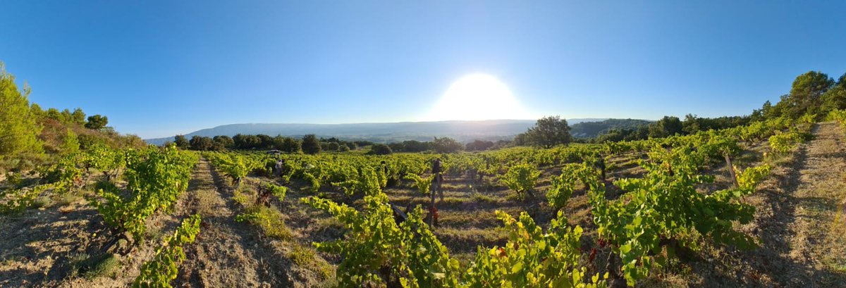 Hand picking the old Grenache vines at sunrise on this glorious Sunday morning. 🍇🌞

Récolte à la main de vieilles vignes de Grenache sur fond de levé de soleil en ce dimanche matin. 🍇🌞

#grenache #domainedesanges