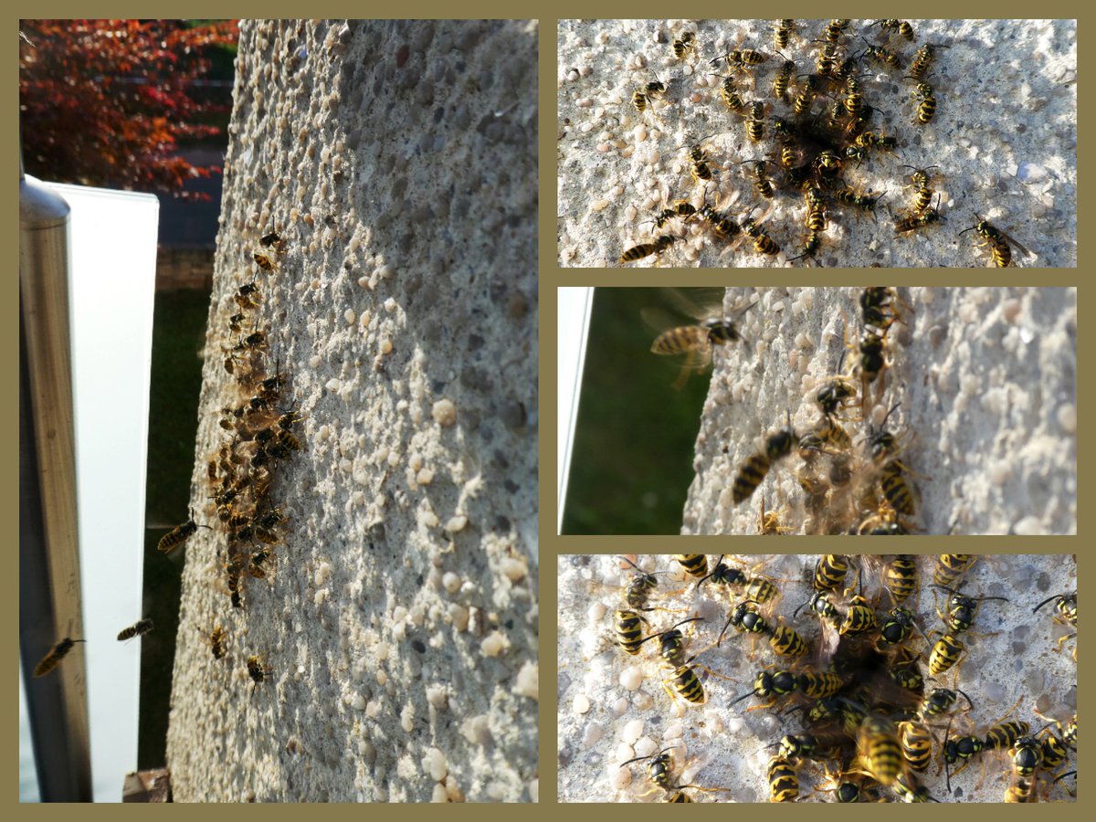 ME_beam_me_up's tweet photo. this summer they lived in a hole in the wall on my balcony - despite all the love for animals, I hope that next year another place will be chosen as a wasp nest☀️ #chooseonly❤️#naturelovers https://t.co/K71IjwDKpi