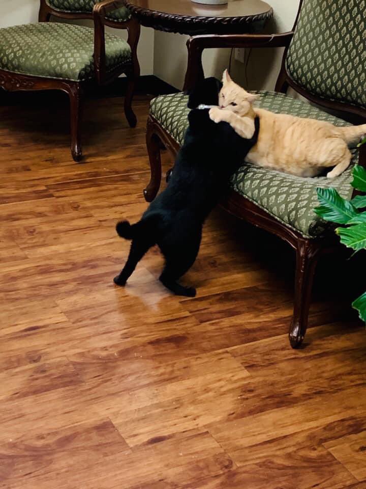 ABradnan's tweet photo. @FoxNews So much negative, that I wanted to share photos of our nursing home cats. They make a huge difference to the residents and staff! https://t.co/Uh2hnrfxMb