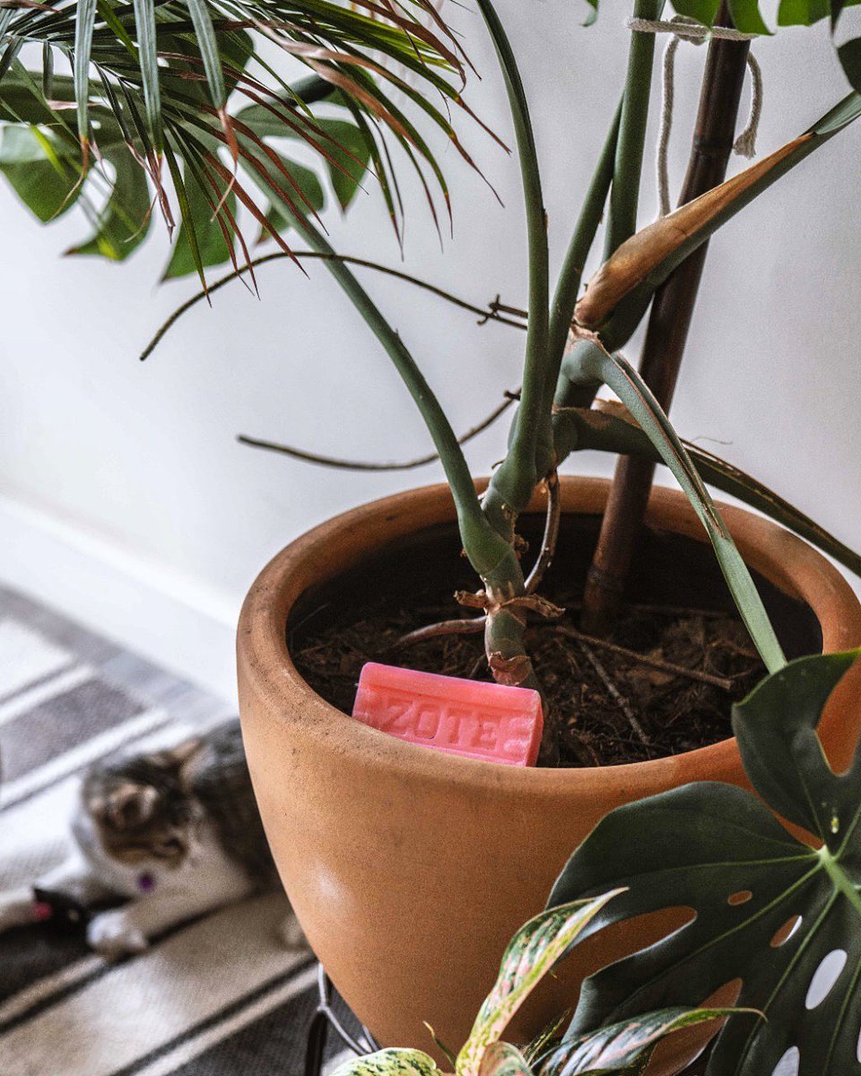 jabonlacorona's tweet photo. ¡Es increíble la cantidad de usos que le dan a nuestro jabón ZOTE! 

El uso más reciente que nos han comentado, es que una barra de jabón ZOTE puede salvar tus plantas de las garritas de tu 🐱.

Gracias a su olor a citronella, es un repelente natural. 

¿Lo sabías? https://t.co/Ve0olduFcj