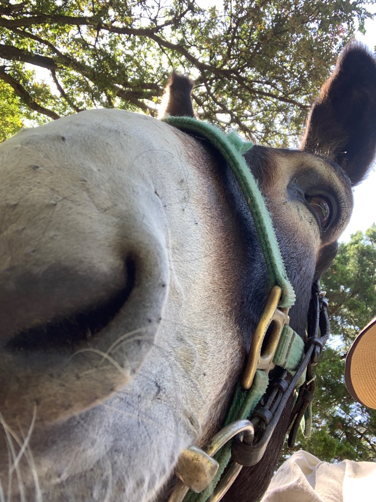 ocpdallas's tweet photo. What are you doing today? 

If you said you’re headed to give some nose scritches to this good boy, he can’t wait to see you!

Can’t make it by the Village today? There are other ways to show us some love! See the link below for more information!

https://t.co/kbUuH7W0ee https://t.co/el8tgbswAs