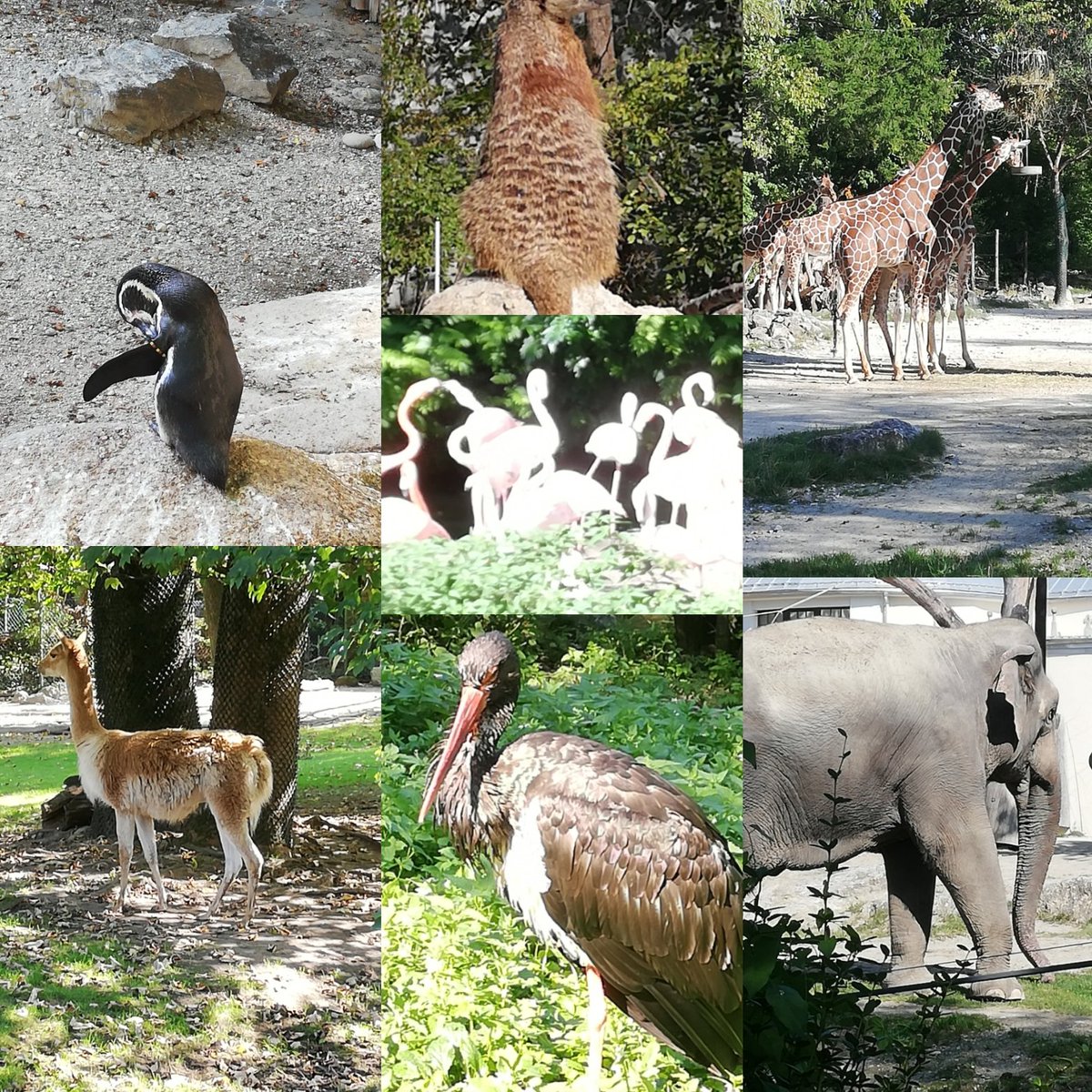StephanieZiege3's tweet photo. A day in the zoo with my grand nephew 😀and #LucifersTribella ist always in🤣 https://t.co/9h2bwMS6V6