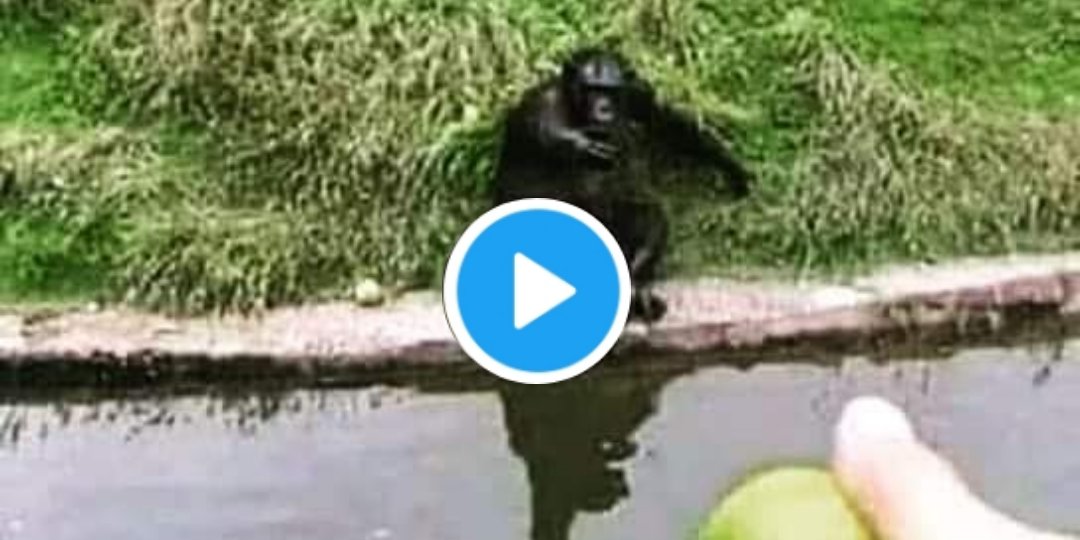 cómo engañar a un mono: