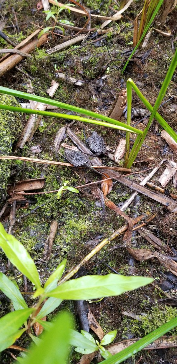 Robert Bortolus (@rbortolus) on Twitter photo Keep an eye out for hatchlings around your property and street. This morning I found 18 snapping turtle hatchlings around my house that is adjacent to the <a href="/CreditviewBog/">Creditview Wetland</a> <a href="/CVC_CA/">Credit Valley Conservation</a>. Sadly one had been run over in my court. All were released back into the wetland. Keep an eye out for hatchlings around your property and street. This morning I found 18 snapping turtle hatchlings around my house that is adjacent to the <a href="/CreditviewBog/">Creditview Wetland</a> <a href="/CVC_CA/">Credit Valley Conservation</a>. Sadly one had been run over in my court. All were released back into the wetland.