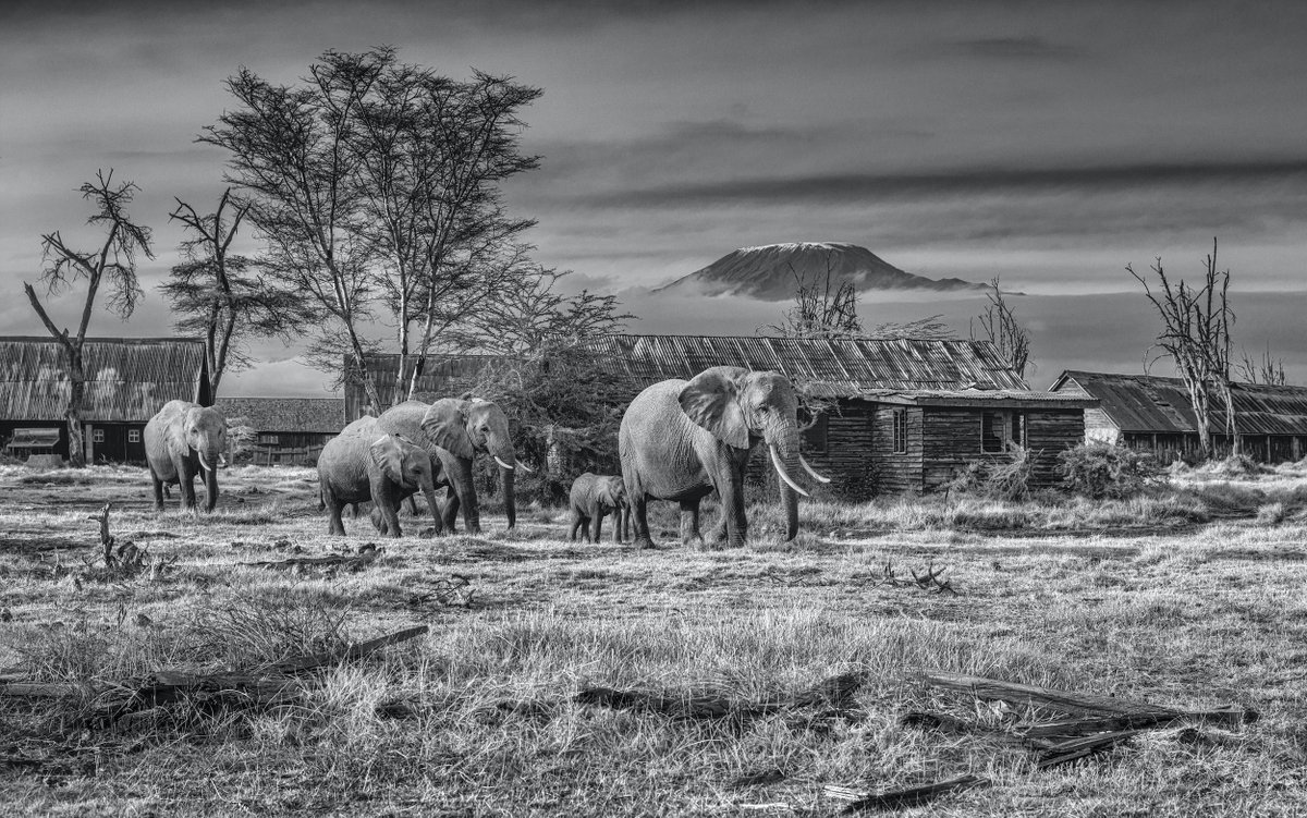After Man⁣
⁣
In Amboseli, Kenya, a large tourist accommodation complex closed due to financial issues many years back. This image, taken on the main street, is an authentic and symbolic image. The lead female cuts a powerful and dominant figure.
