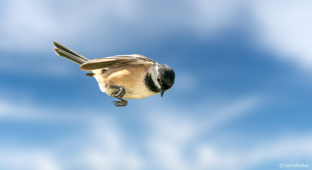 harry_fosters's tweet image. A split second in time. A Chickadee having a look at what's on the feeder and waiting for the Blue Jays to move.#Chickadee #birdwatcher #birdphotography