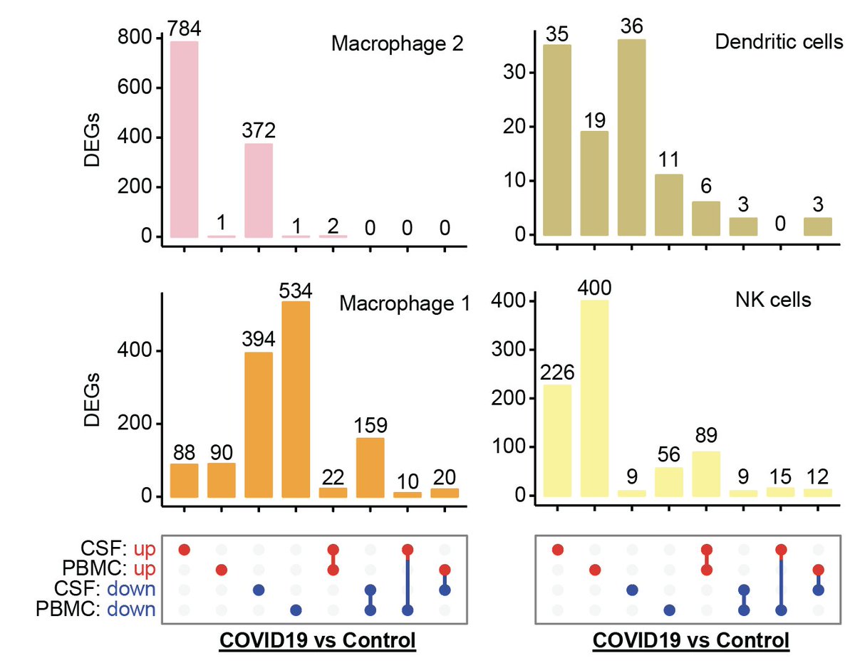 When we looked at the transcriptional changes using single cell rna seq, we noticed that the cells in the CSF and PBMC were going through unique transcriptional programming; which is expected with such a different environment of the cells 5/n