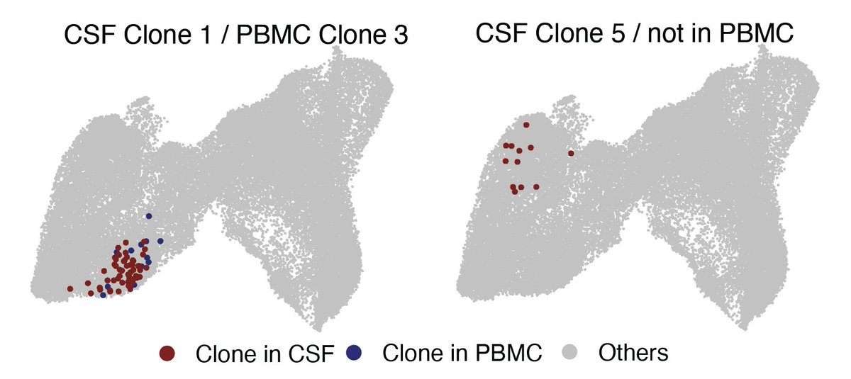 We reasoned that if immune responses against systemic SARS-CoV-2 was globally occurring and the same T cells were affecting both the periphery along with the brain, we would find the same T cells in both compartments. However, this was not always the case. 9/n