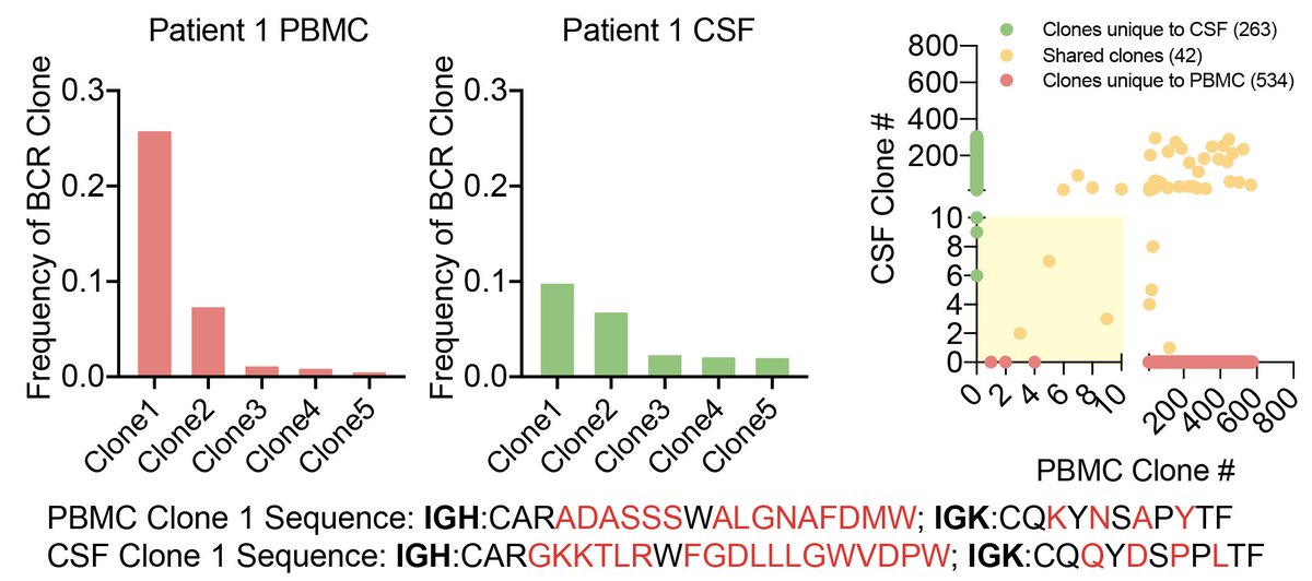 This extended to the B cell compartment; where the highest clones of B cells found in the CSF were not the same as the ones found in the PBMC. Actually; there was quite a divergence between the highest represented B cells in each compartment 10/n