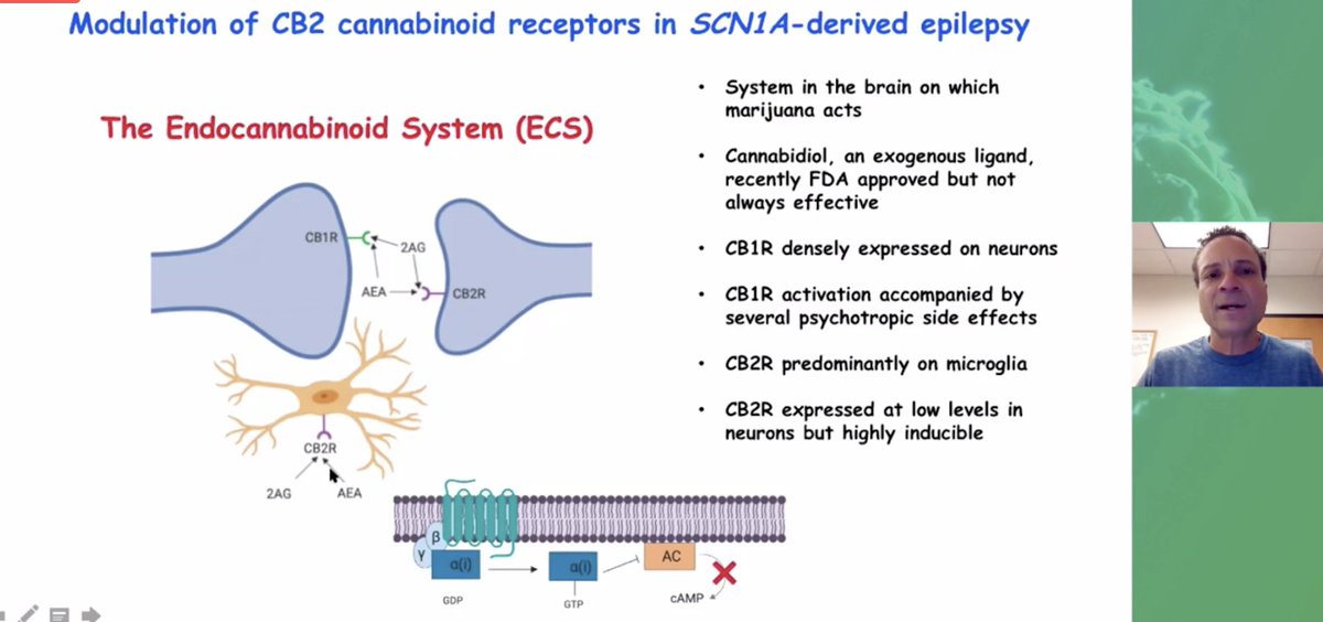 cureSYNGAP1's tweet image. Dr. Andrew Escayg went on to share info on #CBR2 work. Included pubmed.ncbi.nlm.nih.gov/31758544/