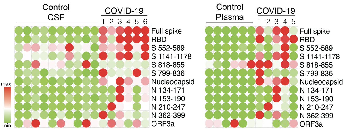 Our awesome collaborators (UCSF Wilson lab) mapped out antibodies found in the CSF and Plasma. The current dogma is that circulating antibodies enter the CNS through BBB opening, in which case same antibodies would be found in the two compartments. This was not the case. 11/n