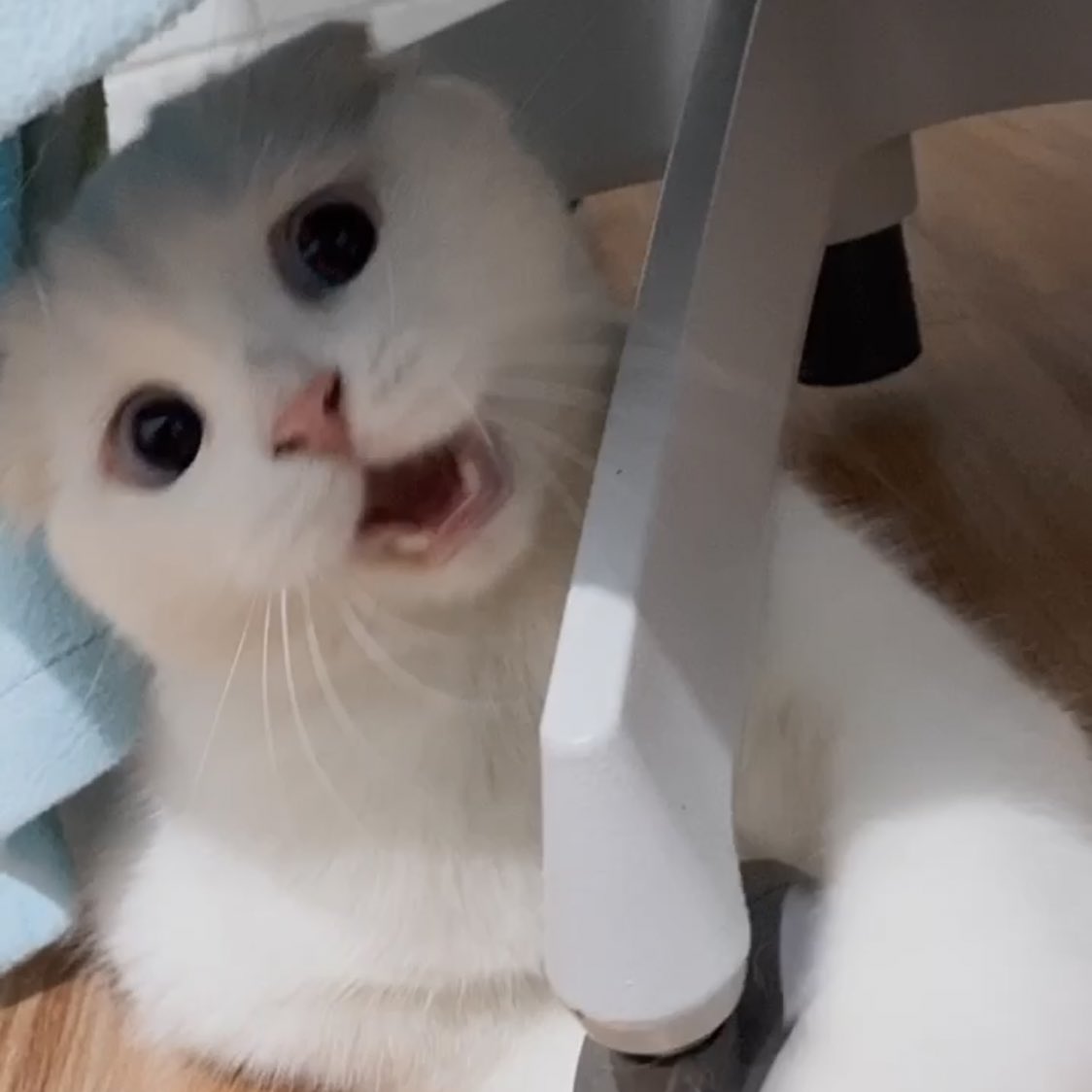 ૮꒰˵• ﻌ •˵꒱ა tweet media