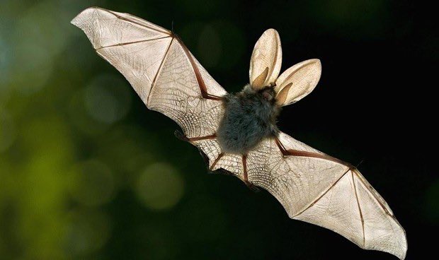 happy halloween! it’s frickin’ bats! (a thread)