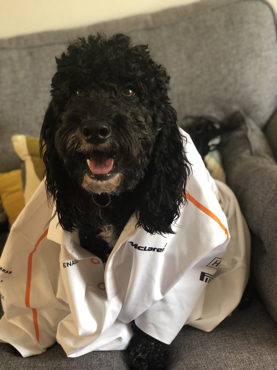 EllieDavey's tweet photo. @McLarenDoggo @McLarenF1 Bonnies channelling good luck for the team! https://t.co/8smTYpWxzf
