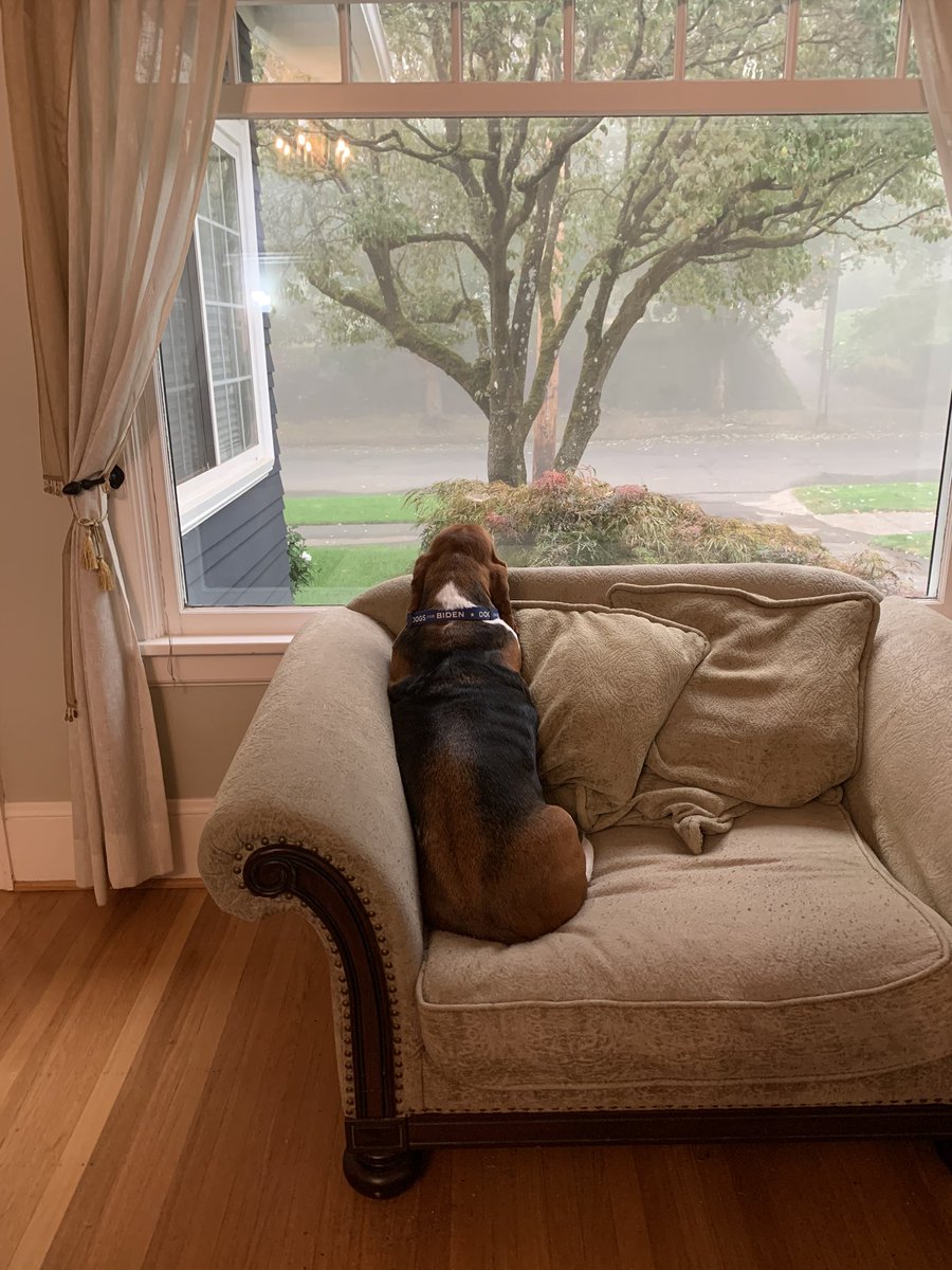 Up early today keeping watch over a smoky neighborhood. #DogsforBiden