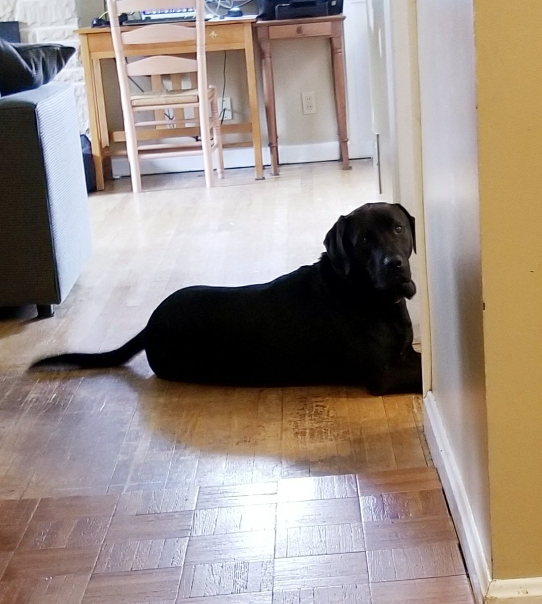 Peyton_the_Dog's tweet photo. Sitting here so I can supervise kitchen food prep AND watch mom ๐๐พ #doubleduty #adogsworkisneverdone #dogsoftwitter #dogs #dog #doglife https://t.co/NdM1f60dVk