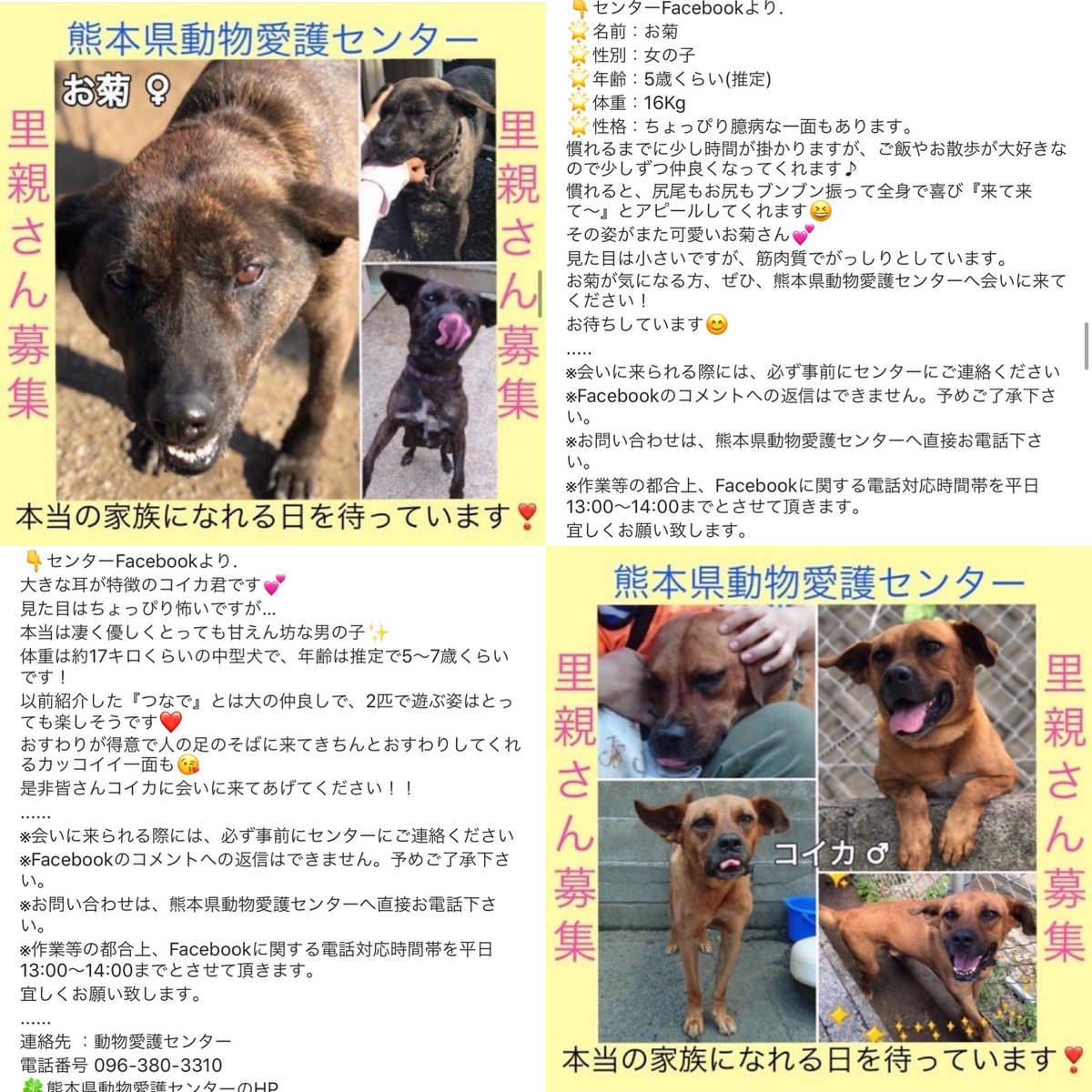 大タコちゃん No Twitter 熊本県動物愛護センター 近日数頭殺処分の危機 この2匹は一年以上収容されています 里親 里親募集中 里親 保護犬 熊本県 殺処分 熊本県動物愛護センター 熊本市動物愛護センター ペットショップ 犬を飼う 犬好き 保護犬