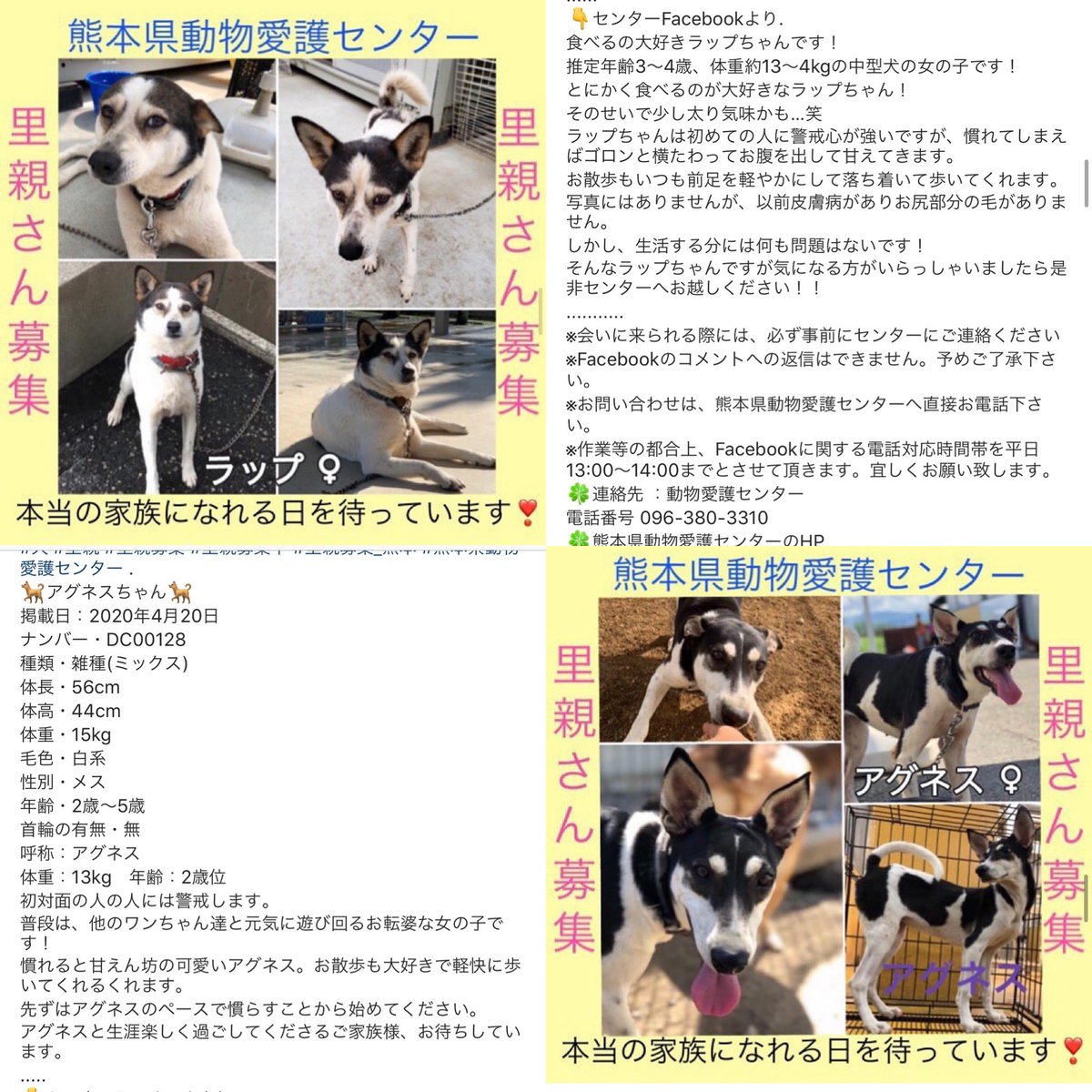 O Xrhsths 大タコちゃん Sto Twitter 熊本県動物愛護センター 近日数頭殺処分の危機 初めの方には警戒心ある2匹だそうです 里親 里親募集中 里親 保護犬 熊本県 殺処分 熊本県動物愛護センター 熊本市動物愛護センター ペットショップ 犬を飼う 犬