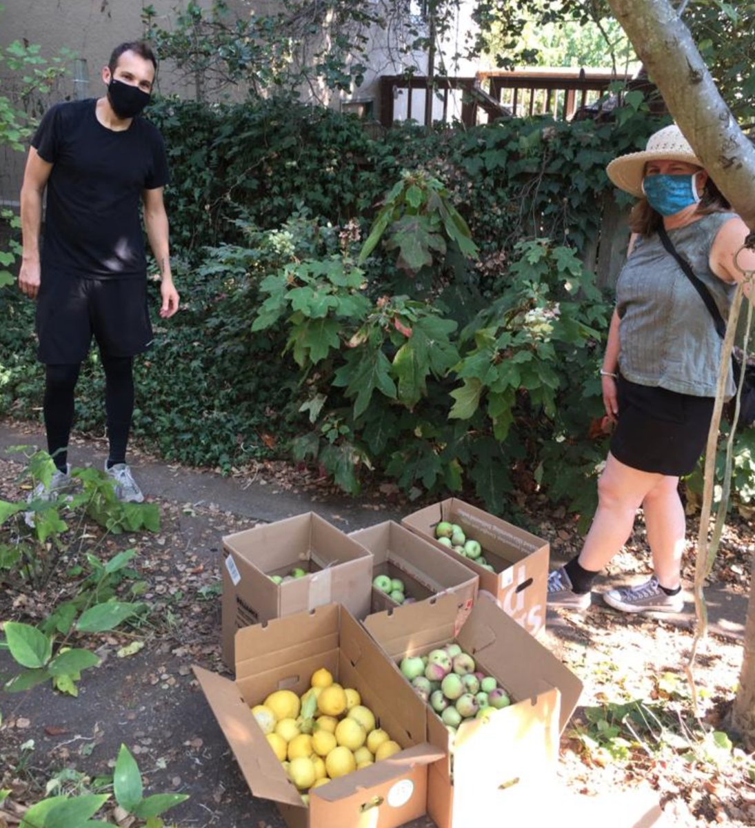 BerkeleyAid's tweet photo. Recently, our AMAZING fruit gleaners took advantage of a break in the smoke to pick over 90 lbs of apples and lemons and deliver it to Berkeley Food Network! We are still seeking trees to pick - if you have any to share, please fill out our form: https://t.co/rDBGCbxpLl https://t.co/WxB1KGshxK