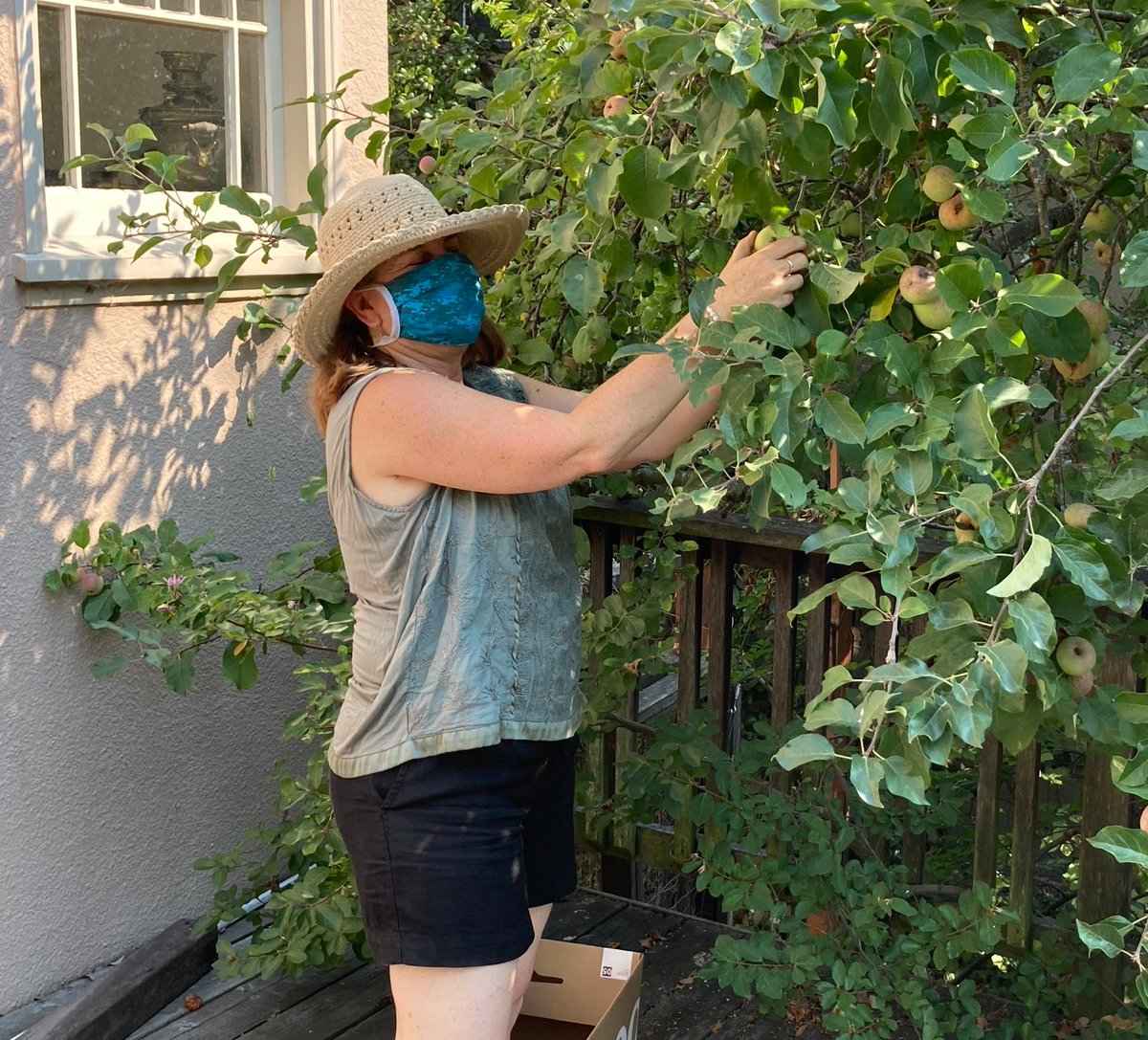BerkeleyAid's tweet photo. Recently, our AMAZING fruit gleaners took advantage of a break in the smoke to pick over 90 lbs of apples and lemons and deliver it to Berkeley Food Network! We are still seeking trees to pick - if you have any to share, please fill out our form: https://t.co/rDBGCbxpLl https://t.co/WxB1KGshxK