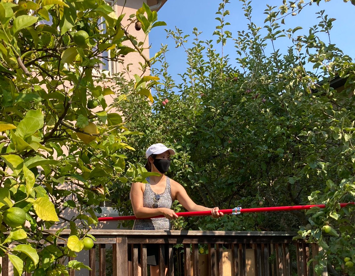 BerkeleyAid's tweet photo. Recently, our AMAZING fruit gleaners took advantage of a break in the smoke to pick over 90 lbs of apples and lemons and deliver it to Berkeley Food Network! We are still seeking trees to pick - if you have any to share, please fill out our form: https://t.co/rDBGCbxpLl https://t.co/WxB1KGshxK