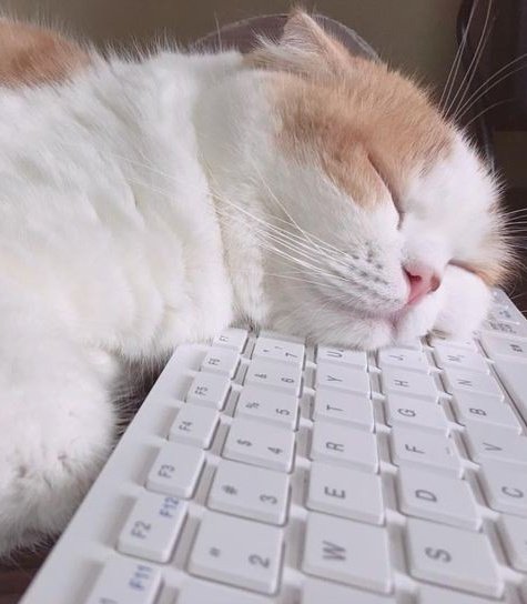 NYCATBOY's tweet photo. #유타 https://t.co/JG4Z3H9NWi