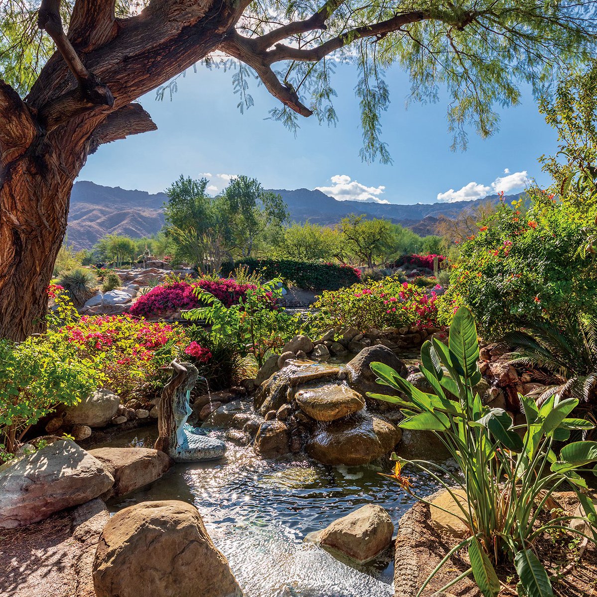Contemporary Desert Oasis at 239 Kiva Court ⛳🌞🌴
See more of this sweet retreat:
 bit.ly/38WdAxl ️️

#BIGHORNIsAllWeDo #BIGHORNGolfClub #LuxuryRealEstate