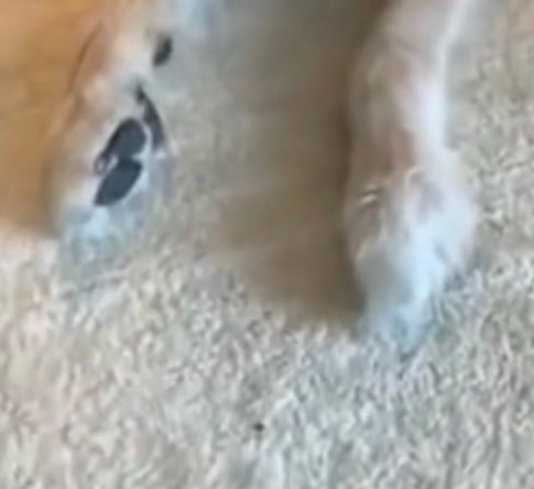 St. Patrick's Paws tweet media
