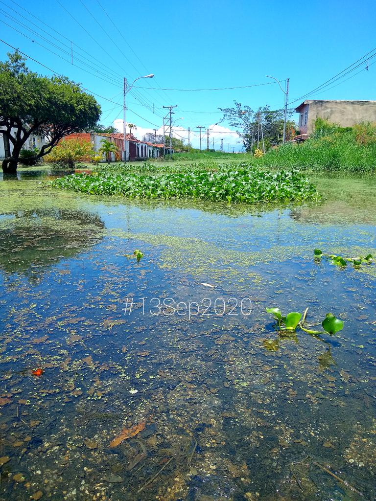 AlvaroMitrotti's tweet photo. ¿Será que a @MarcoTorresPSUV lo tienen engañado y no sabe ésto?

¿Será que @Mary_RomeroP no le ha informado que hay votantes metidos en ESTAS AGUAS NEGRAS EMPOZADAS DESDE HACE 13 DÍAS?

¿Ya pasó lo viral de lo de El Limón y ahora sí la gente de #MataRedonda merece ser atendida? https://t.co/EbuqdnRg0p