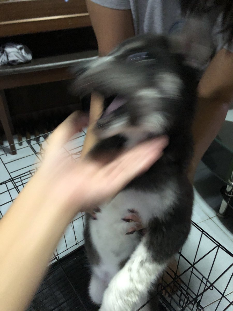 JOMETRYYYY's tweet photo. 🥳HAPPY BIRTHDAY MY BOY! Celeb natin mamaya 1st bday mo! Thank you for everything! Thank you for fighting! Thank you for being my dogbell (doorbell) everytime na galing ako school pauwi, gising ka padin kahit 2am na! Love you and miss you! Run free!👼 magpakita ka naman please!😭 https://t.co/yjpdoC5zwB