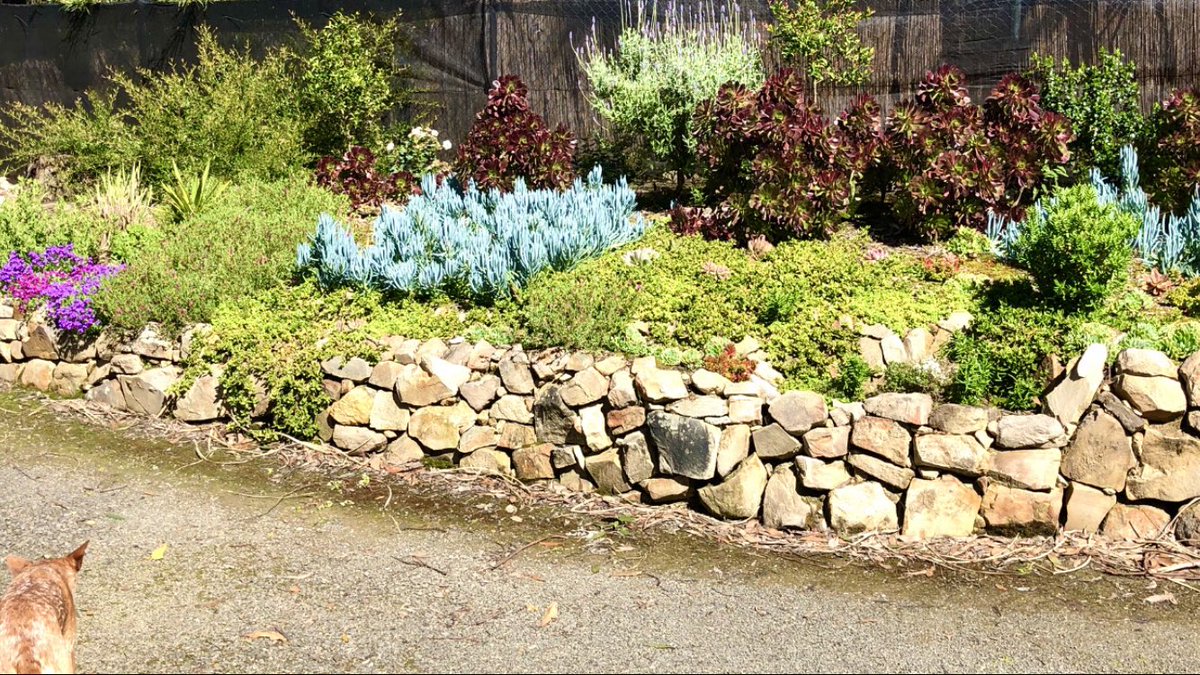 Some Spring sunshine on my succulent garden bed, to brighten your ...