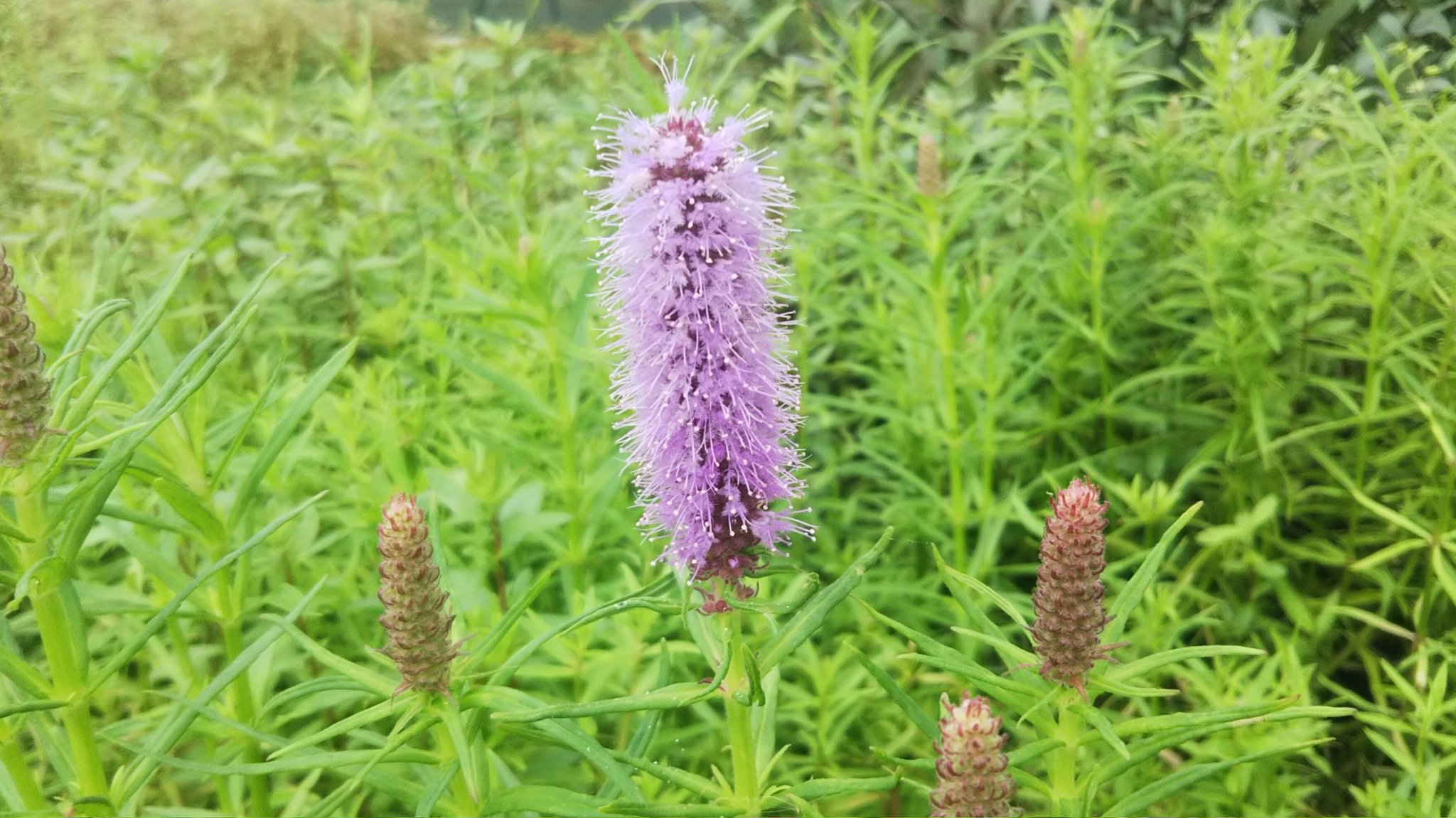 水草の 有 永代熱帯魚 ミズトラノオのお花 です 水草の花は紫や白が多いです 猫じゃらし位の大きさなので存在感ありますね テラリウムに使いたいですね 水草 水草ファーム 無農薬水草 ログポット 国産水草 T Co T9da8fvdfb Twitter