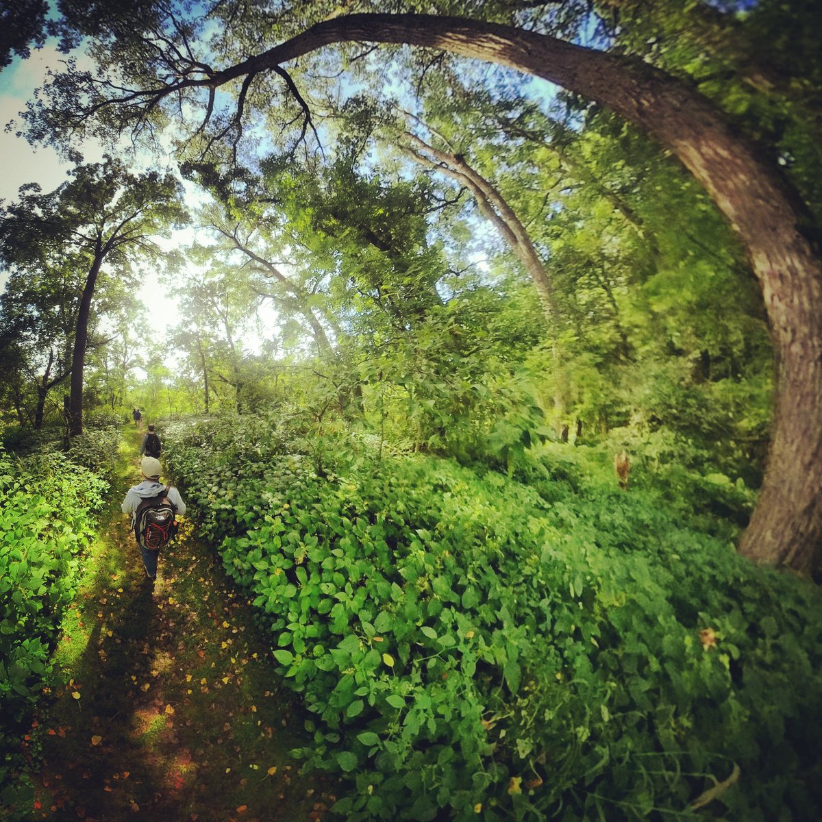 SouthernMinnGuy's tweet photo. https://t.co/d1z7oqbQbi today: 
Forestville/Mystery Cave State Park

#360pix #tinyplanet #Minnesota #MNtravel #OnlyinMN #ExploreMinnesota #FillmoreCountyMN #MNStateParks #travel #photography #nature #outdoors #hiking @mnstateparks https://t.co/VUkBokYEXa