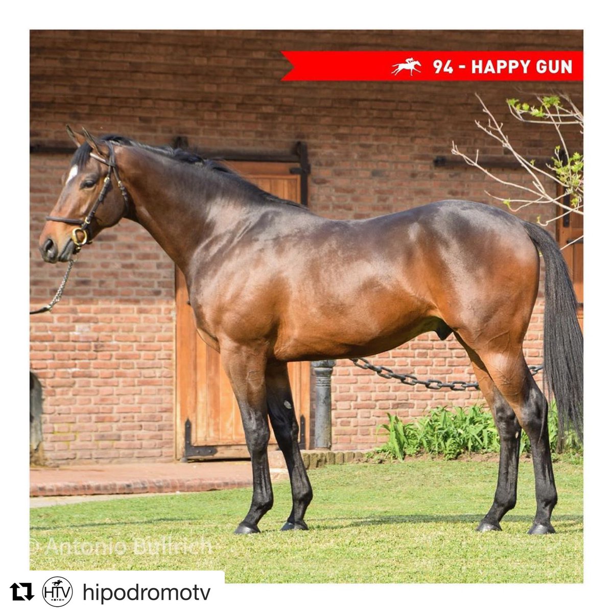 HarasSantaInes's tweet photo. HAPPY GUN
2018

Remate Copa Octubre.
Más información en https://t.co/edHBTeMkrc

#happygun 
#santaines 
#harassantaines 
#thoroughbred 
#spc 
#sangrepuradecarreras 
#caballo 
#horse https://t.co/diUn60wqyj