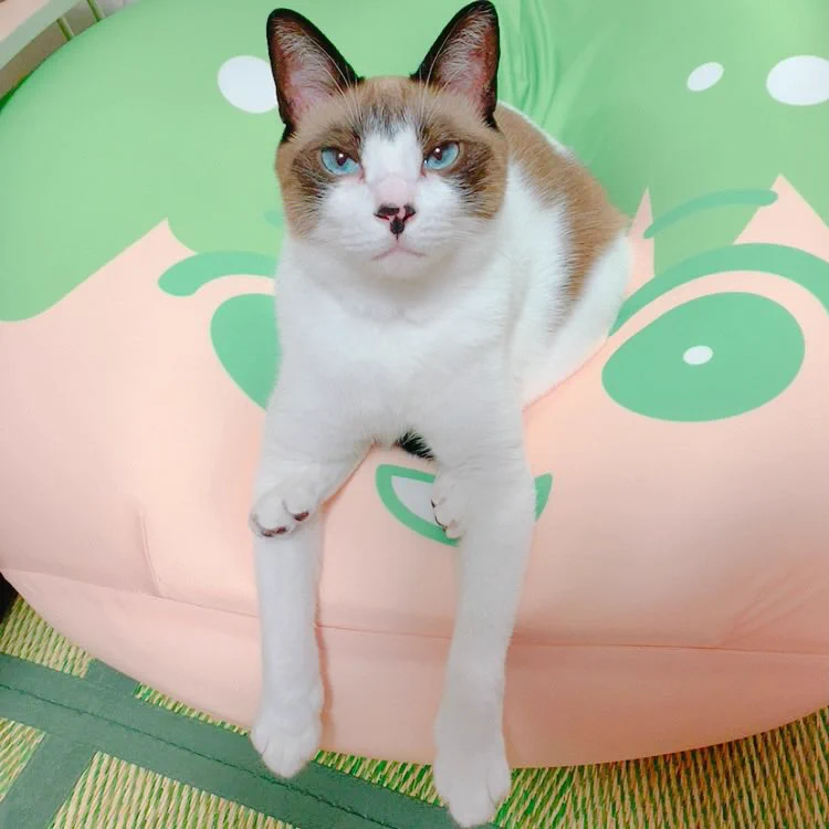 あれ…この足おかしくない？ｗｗなにがどうなってるの？ｗｗ