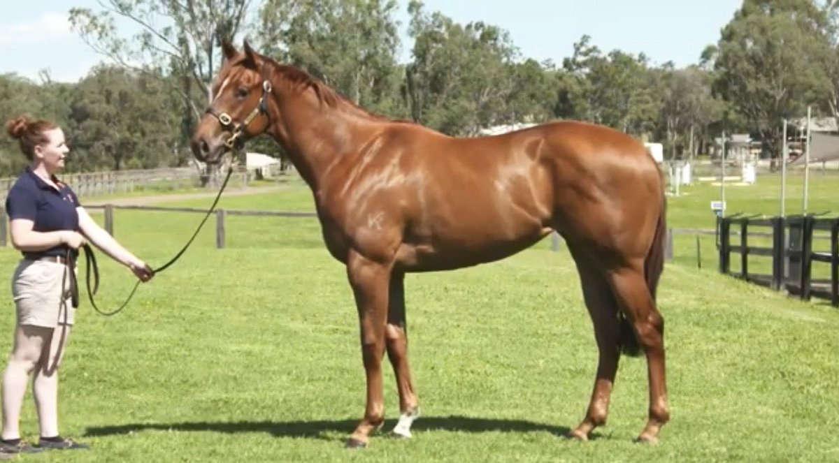 Lot 210 – A filly by Deepfield out of Dantaznta (King of Kings) on offer at Ready to Race <a href="/inglis_sales/">Inglis</a>

#TOUGH, #ATHLETIC, #CONSISTENT 

This 2018 filly is destined for success backed by her top pedigree

🎥 youtube.com/watch?v=G65meJ…

<a href="/CaroSearcc/">Caroline</a>