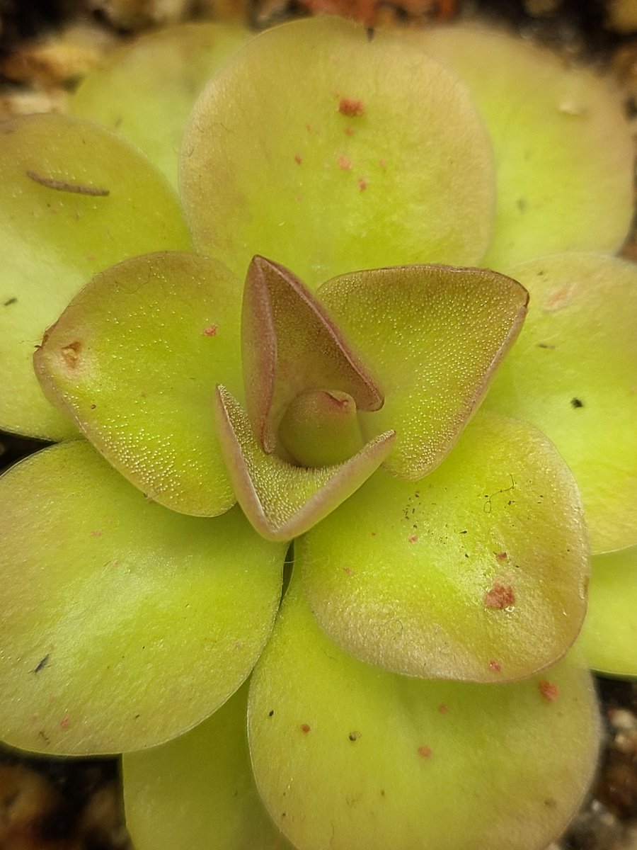 Agierys's tweet photo. Ping squad, ft a new pitcher on my Napenthes seedling https://t.co/mgkDyeHWhT